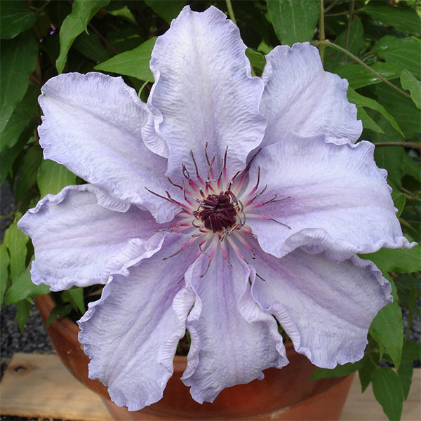 クレマチスの苗/クレマチス：ザ ファーストレディー3.5号ロングポット（パテンス系）