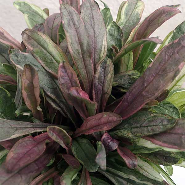 �����奬���ǥ����������å�3-3.5��ݥå� 2�����å�