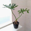 観葉植物/フィロデンドロン：セローム根上がり5号ポット