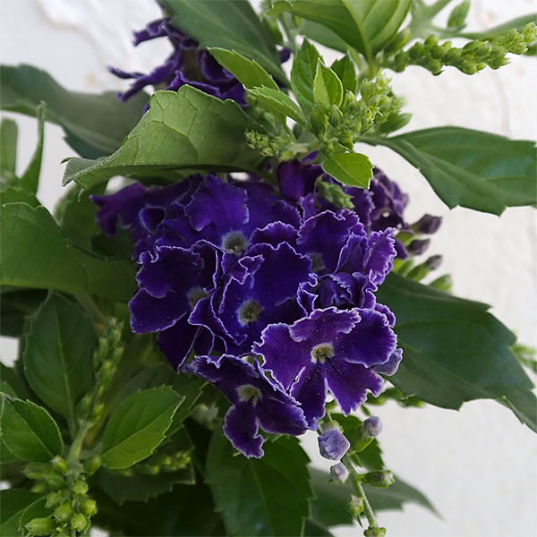 デュランタ：パープルラブ（宝塚）4号鉢植えスタンド仕立てのサムネイル