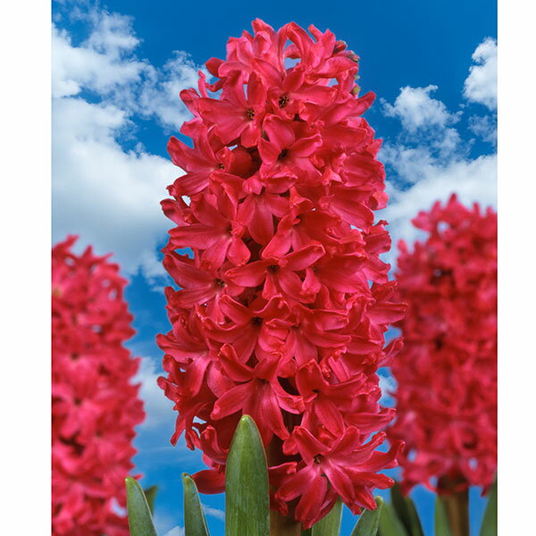 球根/ヒヤシンス：ジャンボス2球セット