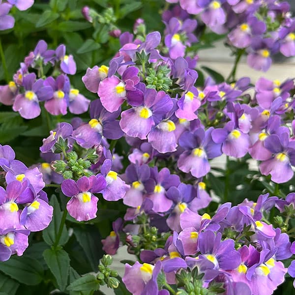 草花の苗/ネメシア：メーテル　ミステリックブルー3.5号ポットのサムネイル