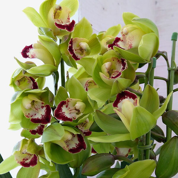 シンビジウム：夜想曲（やそうきょく）3本立ち 6号鉢植え