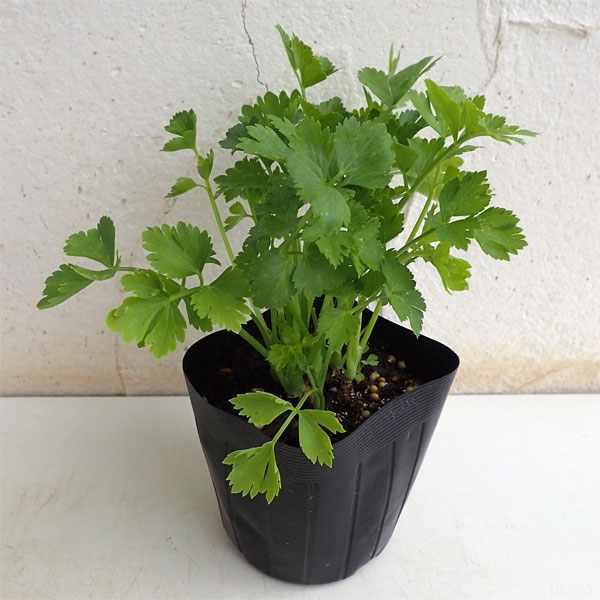 ハーブの苗/スープセロリ3号ポット