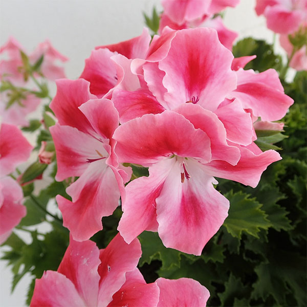 ペラルゴニウム：キャンディフラワーズ　ピーチクラウド5号鉢植えのサムネイル