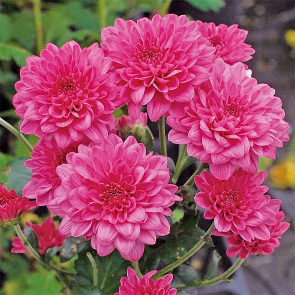 草花の苗/（わけあり特価）バリエッタマム（花付き菊苗）：ゼット3.5号ポット