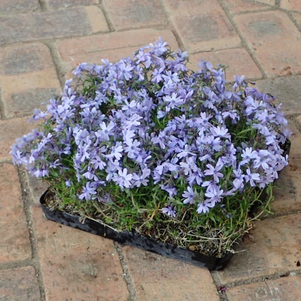 Moss Phlox - シバザクラ（芝桜）：ブルーのマット25cm×25cm 1枚