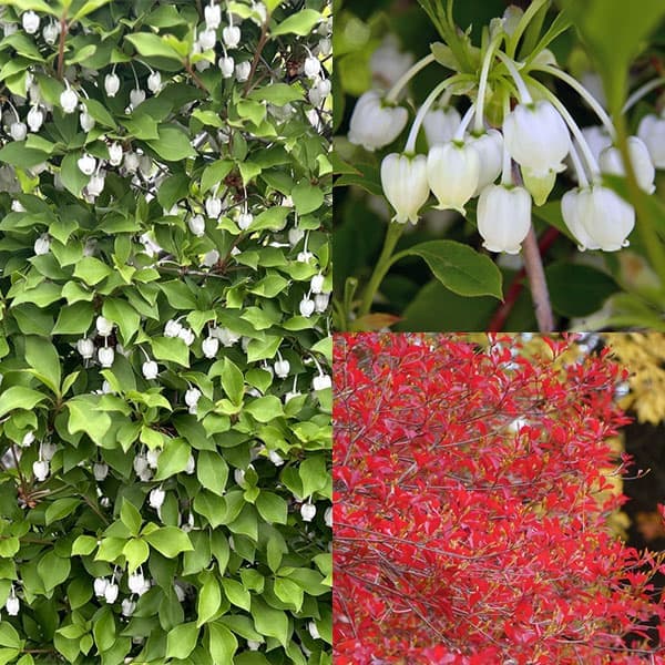 楽天市場】ドウダンツツジ 苗(植木|ガーデニング・農業):花 楽天市場】ドウダンツツジ 苗(植木|ガーデニング・農業):花