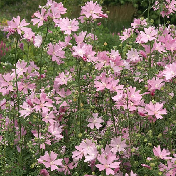 草花の苗/ムスクマロウ：アップルブロッサム 3.5号ポットのサムネイル