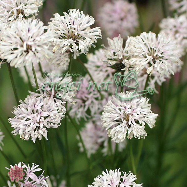山野草の苗/ヤグルマサワギク（矢車沢菊）3号ポット