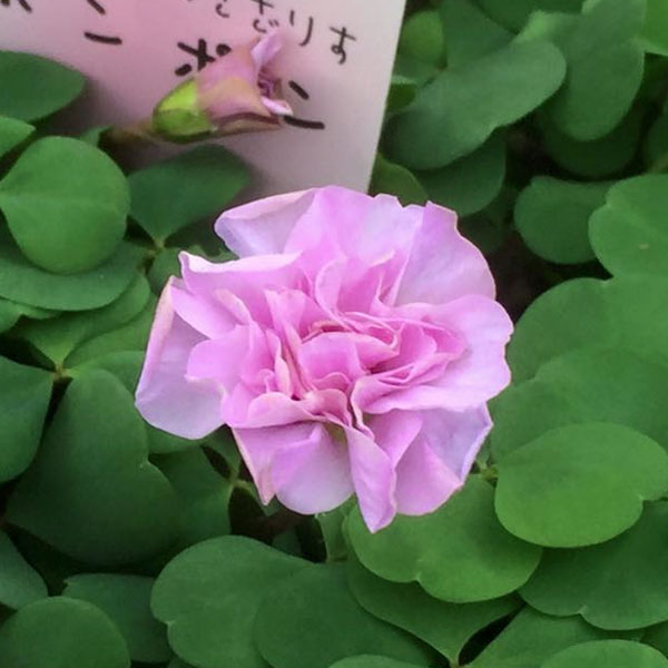 楽天市場】球根 オキザリスの通販