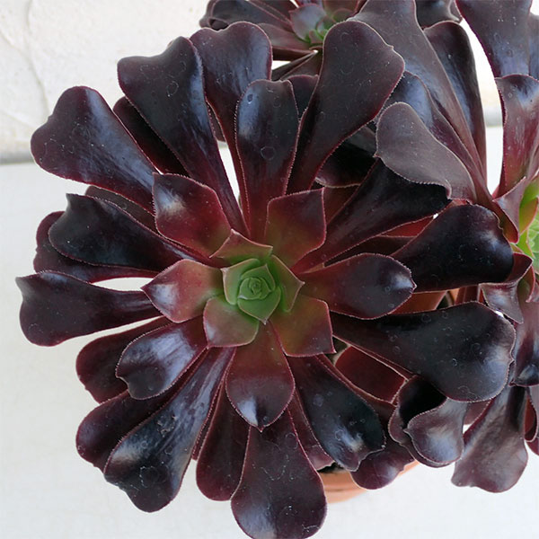 観葉植物/アエオニウム：カシミアバイオレット4号鉢植えのサムネイル