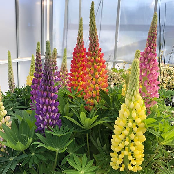 草花の苗/ルピナス：天までとどけ3...