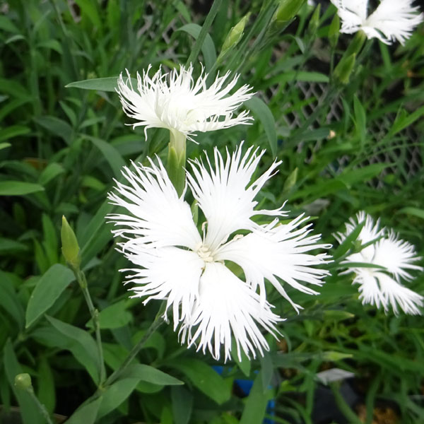 草花の苗/ダイアンサス（カワラナデシコ）：ミーティア・ホワイト3-3.5号ポット 2株セット