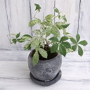 観葉植物/アメリカヅタ:斑入り鉢植え/ロゼッタボウル黒(直径11cm・皿付)