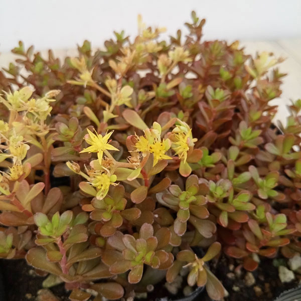 観葉植物/セダム：サルサヴェルデ3号ポット 2株セット