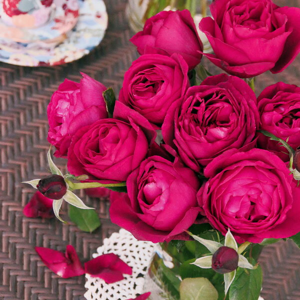 バラの苗/バラ（F＆Gローズ）：ハイカラ大苗6号鉢植え