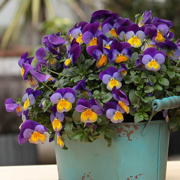 草花の苗/ビオラ：ディージェイ　ブルーウィズパープルウイング3.5号ポット 6株セット