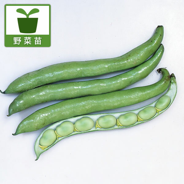 野菜の苗/そらまめ・サラダソラマメの苗10連カットパック苗入り（10株分） 2パック苗セット