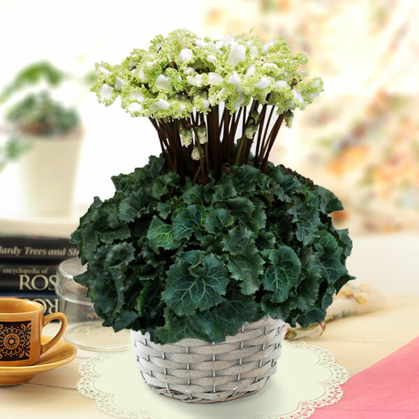 シクラメン：アイスプリンセス5号鉢GYカゴ入