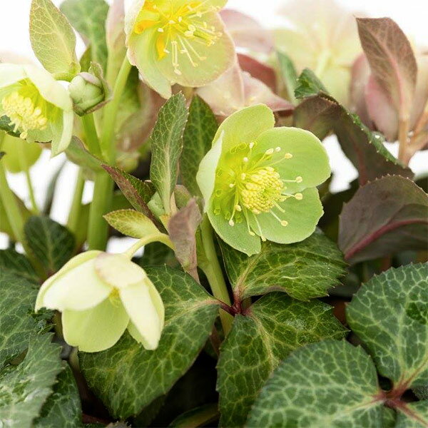 松村ナーセリーさんのクリスマスローズ（原種系）：リビダス マスカット3.5号ロングポット