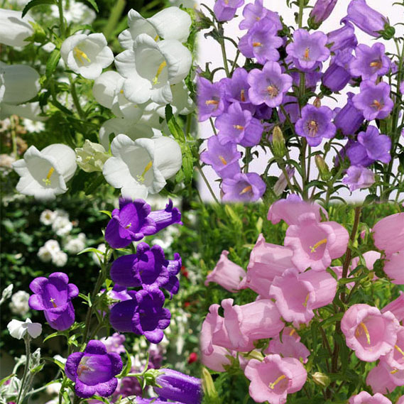草花の苗/カンパニュラ・一重咲き花...