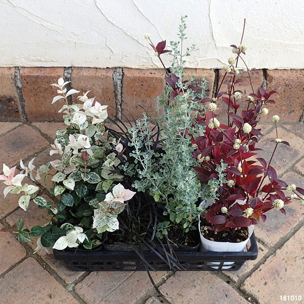 草花の苗/おためし4種12株セット：秋のカラーリーフBのサムネイル