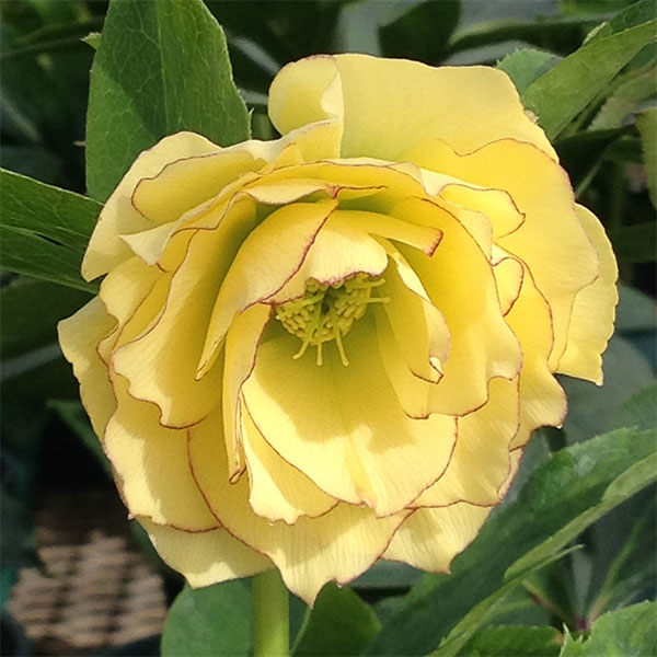 クリスマスローズ：陽光（ようこう）3.5号ポットのサムネイル