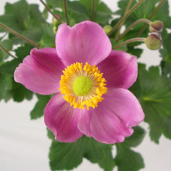 草花の苗/シュウメイギク（秋明菊）：ルフィア3.5号ポットのサムネイル