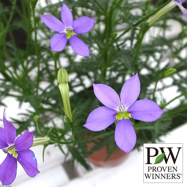 草花の苗/[棚卸セール]ローレンティア：フィズアンドポップ・グローインパープル3号ポットのサムネイル