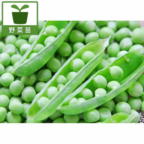 野菜の苗/グリーンピースの苗2.5〜3号ポット苗 3株セット