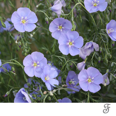 草花の苗/リナム：ナーボネンス 3〜3.5号ポット 2株セット