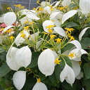 (わけあり特価)コンロンカ白花(黄花白苞)3.5号鉢植え