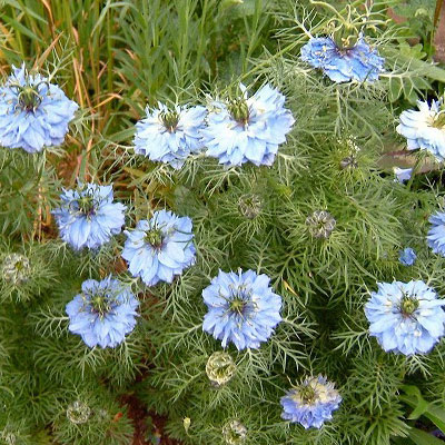 草花の苗/ニゲラ：ブルーミゼット3号ポット 6株セット