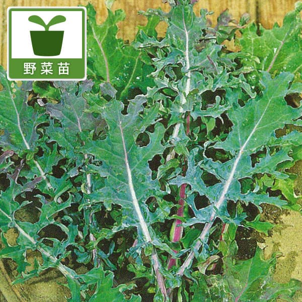 野菜の苗/ロシアン・ケール苗3号ポット 2株セット