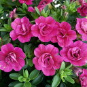 草花の苗/カリブラコア：八重咲きティフォシー・ローズピンク　3.5号ポット