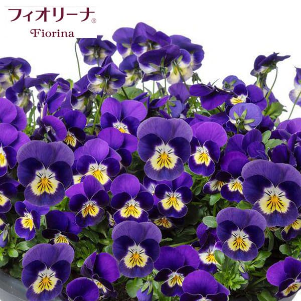 草花の苗/ビオラ：フィオリーナ　ブルーイエロー3.5号ポット 3株セット