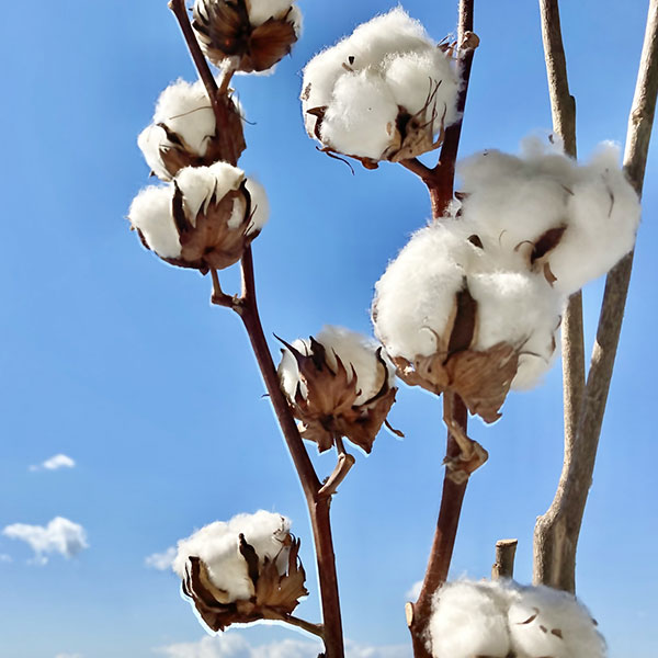 タネ・小袋ワタ：白わた（綿・コットン）の種[ドライフラワー、手芸に！ 春まき タネ]ふんわり愛らしい白色のわたができます。観賞用、切花としてもおすすめです。手芸などにも利用できます。タイプ：アオイ科の非耐寒性多年草（熱帯地方の場合）日本では一年草扱いまき時：4〜5月発芽適温：20〜25℃内容量：約13粒草丈：80〜100cm（摘芯すれば高さ調整が出来ます・肥料が多いと100cm以上になります）開花期：7月下旬〜9月収穫時期：9月下旬〜12月上旬（地域により異なります）用途：花壇、鉢植え日照：日なたワタ：白わた（綿・コットン）の種[ドライフラワー、手芸に！ 春まき タネ]の栽培ガイド種まきのコツ手作りのシード・テープ種まきの方法：容器の選び方種まきの方法：色々なタネ