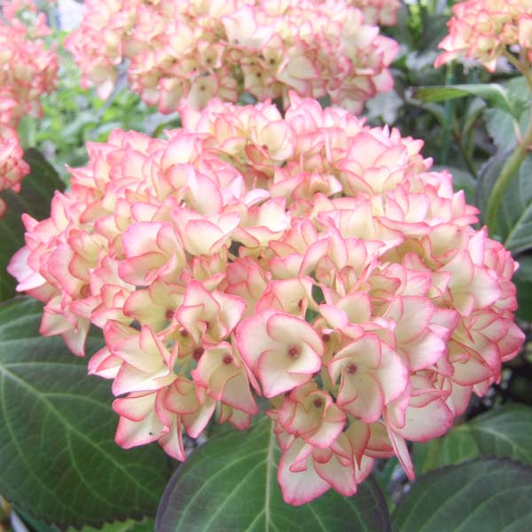 花木 庭木の苗/アジサイ：ミライ（未来）3.5号ポット