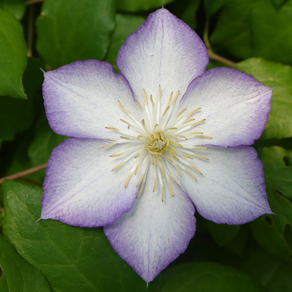 クレマチスの苗/クレマチス：ラッキー・チャーム4号ポット（遅咲き大輪系）