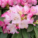 花木 庭木の苗/(わけあり特価)西洋シャクナゲ:夢路(ゆめ ユメジ)6号鉢植え