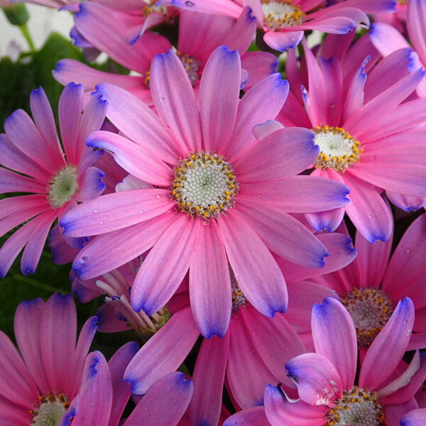 サイネリア：ティアオブザウィッチ魔女の涙 ピンク・ブルー5号鉢植えのサムネイル