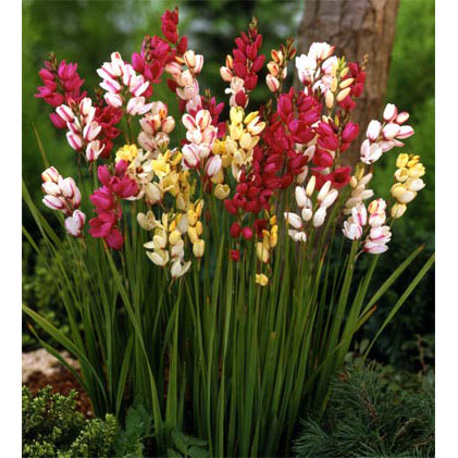 球根/イキシャ：混合10球入り 2袋セット