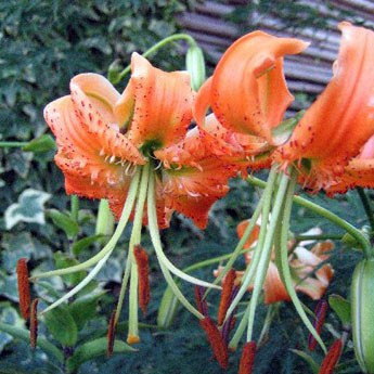 球根/ユリ：黄かのこゆり　1球入り　2個セット