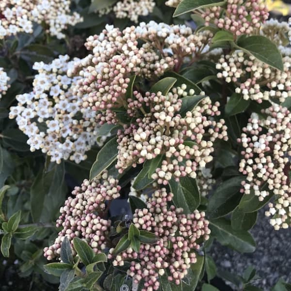 花木 庭木の苗/ビバーナム：ティヌス　フレンチホワイト5号 9株セットのサムネイル