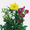 草花の苗/お盆用お供え菊ミックス植え 1(黄大輪)4号ポット