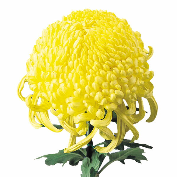 草花の苗/大菊厚物（あつもの）：国華蝉時雨2.5号ポット 2株セット