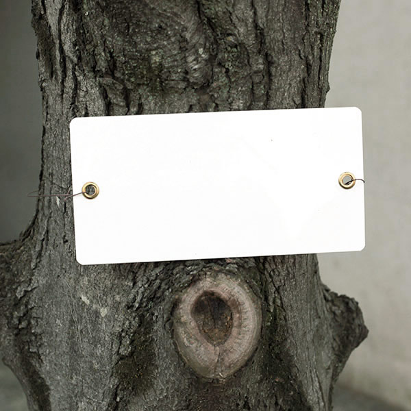 樹木ラベル大　20cm×10cm 5枚セット