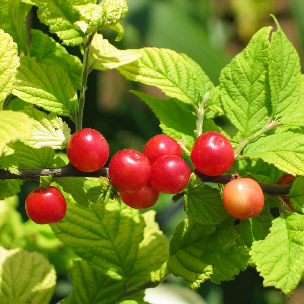 果樹の苗/ユスラウメ：サヤゴールド3.5号ポットのサムネイル