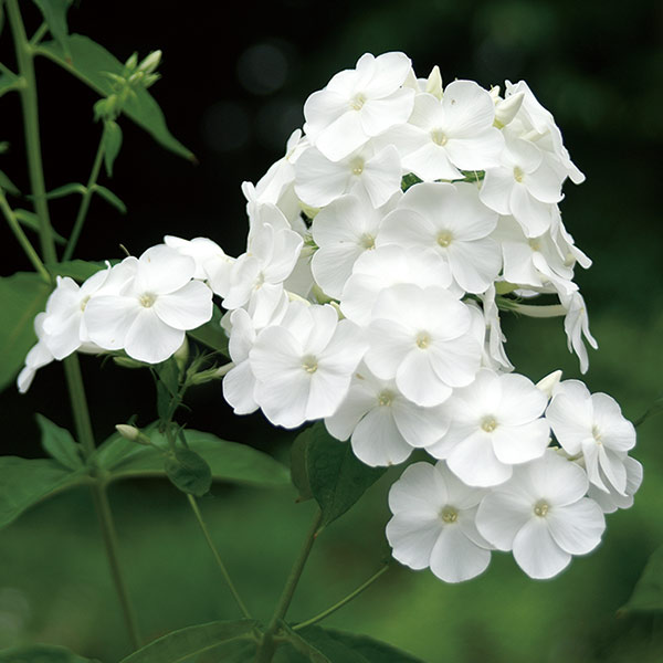 草花の苗/フロックス：デビット3....